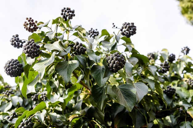 Zdjęcie naturalne świeże jagody bluszczu na roślinie na zewnątrz