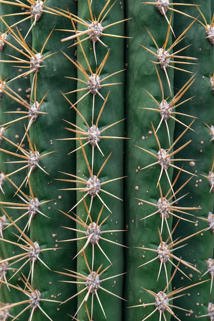 Naturalne tło Cactus succulent plant