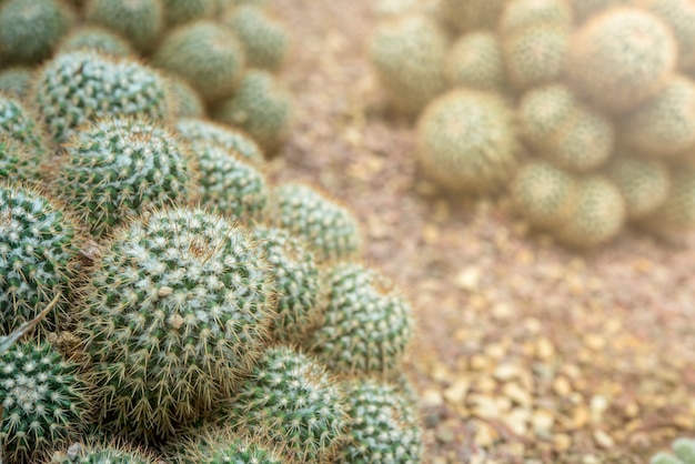 Naturalne tło Cactus succulent plant