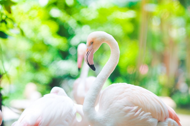 Naturalne tło flamingo