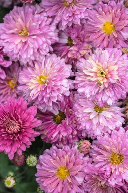 Naturalne tło jasne fioletowe chryzantemy. Piękny kwiatowy bukiet.