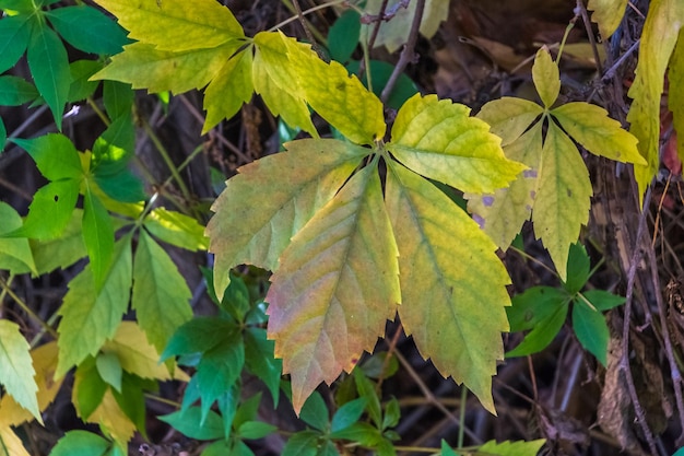 naturalne tło jesień. kolorowe liście z bliska dzikich winogron. miejsce na tekst