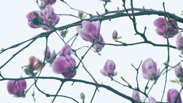 Zdjęcie naturalne tło kwiatowe kwitnąca różowa magnolia świeżość natury na wiosnę