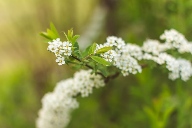 Naturalne tło kwiatowe z białymi kwiatami kwitnących gałęzi spiraea w ogrodzie na zewnątrz Tło roślinne z przestrzenią do kopiowania, letnie tło