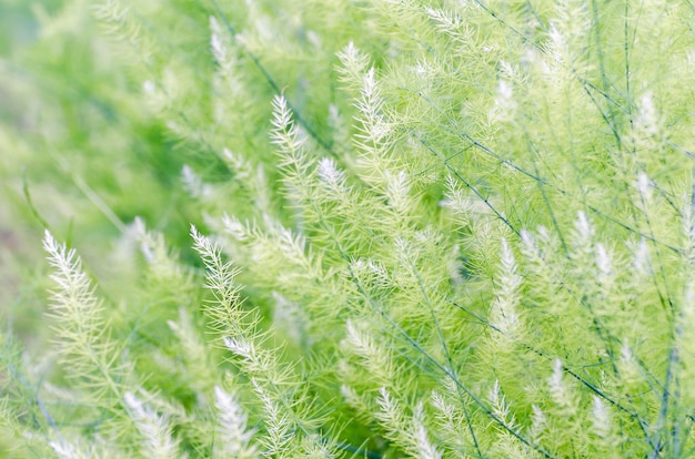 Naturalne tło małe zielone liście Asparagus Officinalis