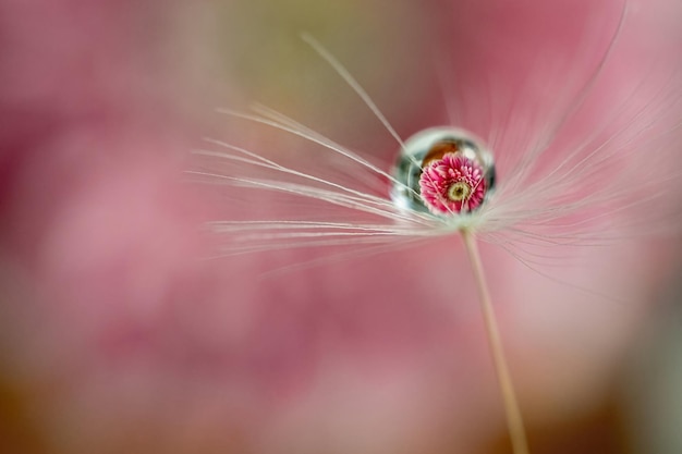 Naturalne tło różowy kwiat w kropli wody z bliska. Makro