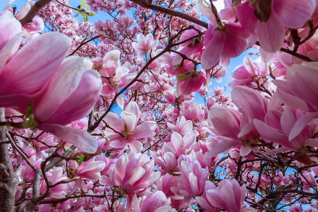 Naturalne tło różowych kwiatów magnolii