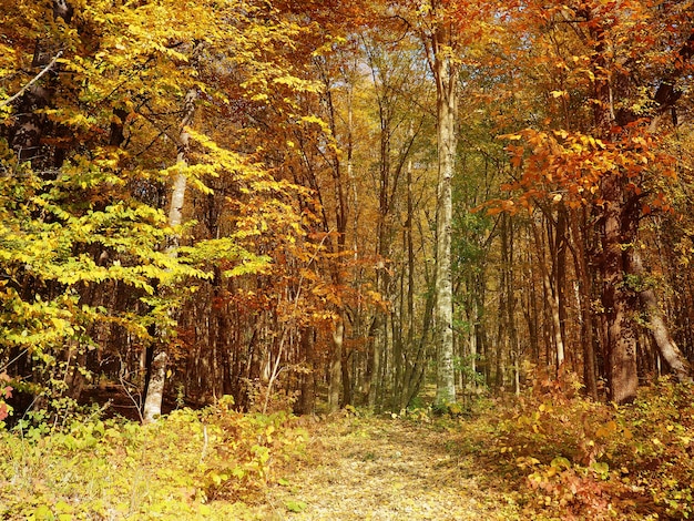 Naturalne Tło Widok Z Góry Na Las Poniżej, Charakter Rosji.