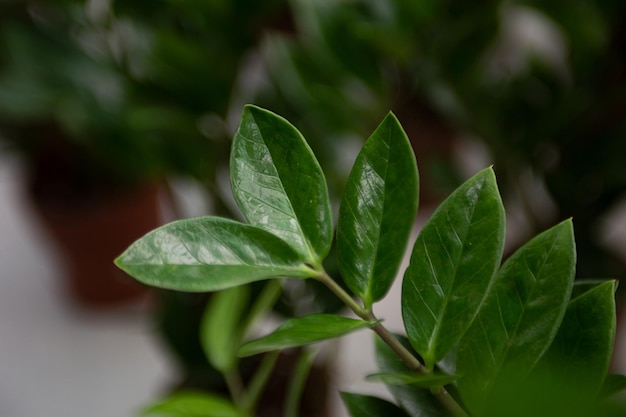 Naturalne tło z błyszczących zielonych liści elastycznej rośliny