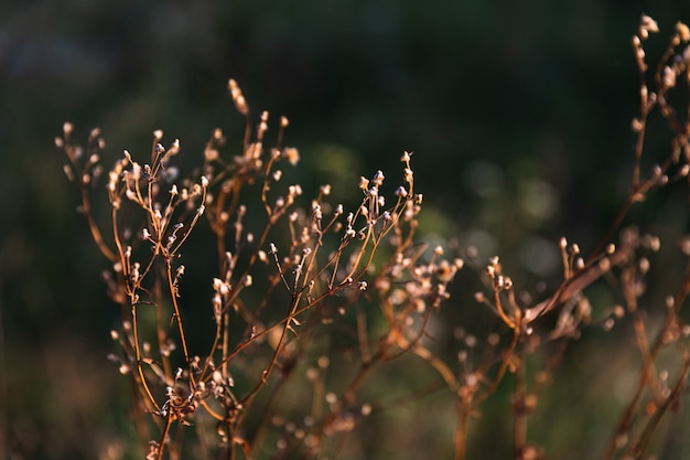Naturalne tło z jesienną trawą. Scena z dziką trawą na słońcu na tle przyrody niewyraźne. Nieostrość obrazu