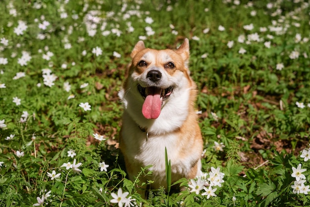 Naturalne tło z uroczym psem Corgi siedzącym na wiosennej słonecznej łące