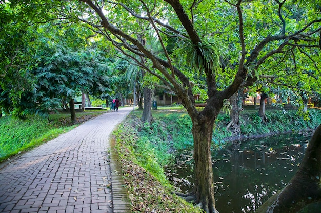 Naturalne zielone drzewo w parku