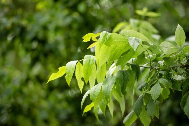 Naturalne Zielone Liście Na Naturalnym Tle