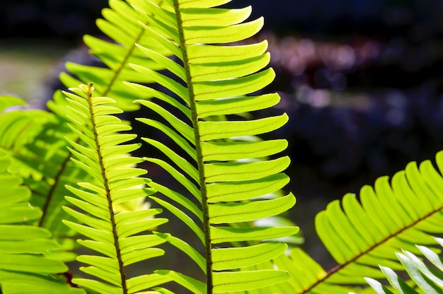 Naturalne zielone liście paproci, wybrane skupienie, na naturalne tło i tapetę