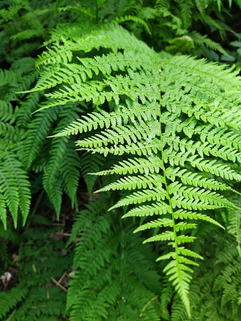 Zdjęcie naturalne zielone liście paprocie