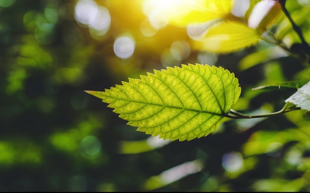 Naturalne zielone liście tła