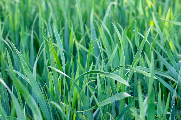 Naturalne zielone liście w wiosennym ogrodzie, naturalne letnie liście rośliny do wykorzystania jako tło letnie lub tło przyjazne dla środowiska.