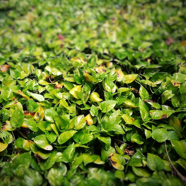 Zdjęcie naturalne zielone pothos z kroplami deszczu na liściach