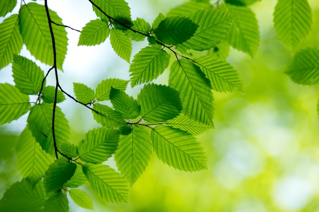 Zdjęcie naturalne zielone tło