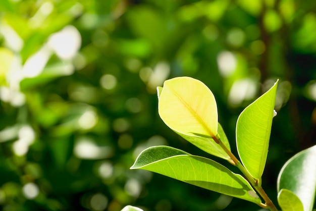Zdjęcie naturalne zielonych rośliien tło lub tapeta. natura widok zielony liść w ogródzie przy latem pod światłem słonecznym