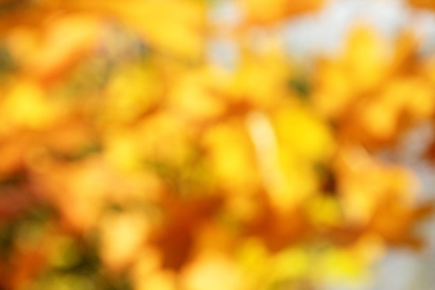 Naturalne żółte tło blured liści drzew