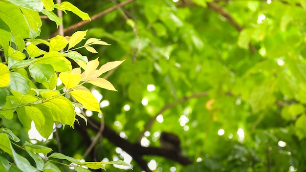 Naturalni zieleń liście z plamy bokeh wiosną lub lata tłem, ekologii pojęcie