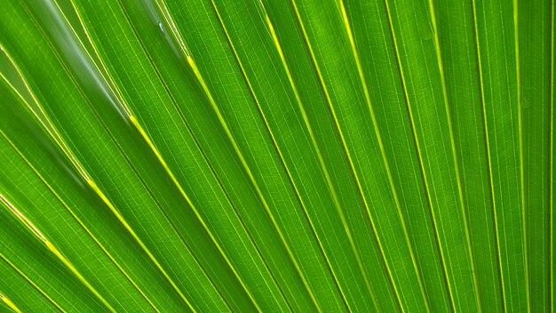 Naturalni zieleń liście z plamy bokeh wiosną lub lata tłem, ekologii pojęcie