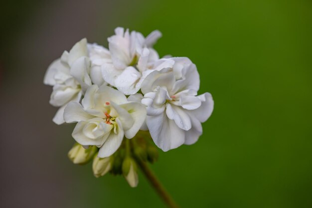 Naturalny bukiet białych małych kwiatów na tle zieleni zdjęcie makro