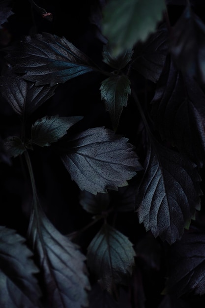 Zdjęcie naturalny czarny wzór liści