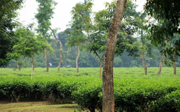 Naturalny i organiczny ogród herbaciany w Bangladeszu.