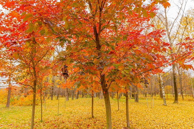 Naturalny jesień widok drzew z czerwonym pomarańczowym liściem w ogrodzie las lub park Liście klonu w sezonie jesiennym Inspirująca natura w październiku lub wrześniu Koncepcja zmiany pór roku