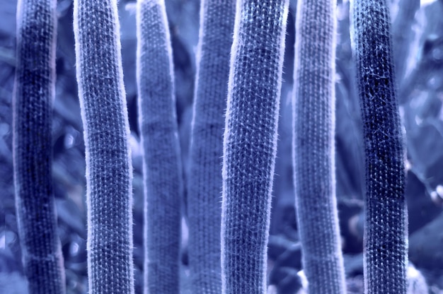 Zdjęcie naturalny kaktus odcień niebieskiego tła modny kolor roku 2022 kreatywny przestrzeń kopiowania