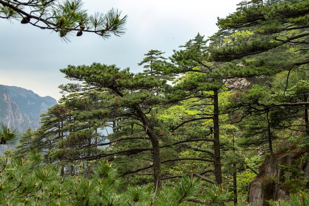 Naturalny krajobraz górskiej scenerii Huangshan Znajduje się w południowej prowincji Anhui we wschodnich Chinach Jest wpisany na Listę Światowego Dziedzictwa UNESCO