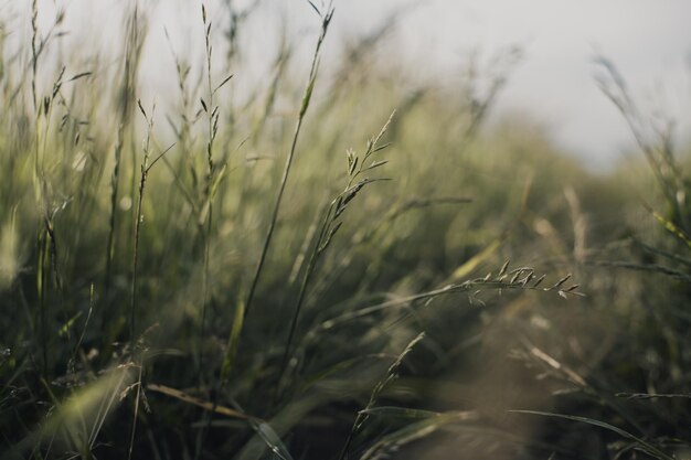 Naturalny krajobraz zielonych źdźbeł trawy z bliska na wsi Piękny naturalny krajobraz wsi z silnym rozmytym tłem