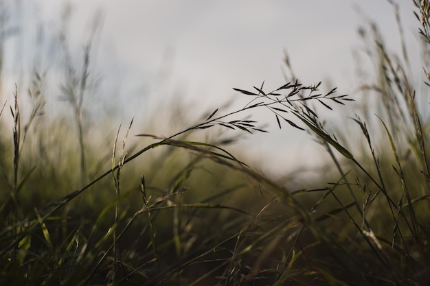 Naturalny krajobraz zielonych źdźbeł trawy z bliska na wsi Piękny naturalny krajobraz wsi z silnym rozmytym tłem