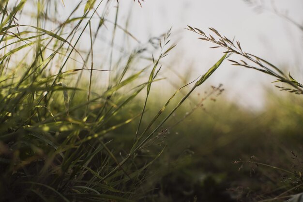 Naturalny krajobraz zielonych źdźbeł trawy z bliska na wsi Piękny naturalny krajobraz wsi z silnym rozmytym tłem