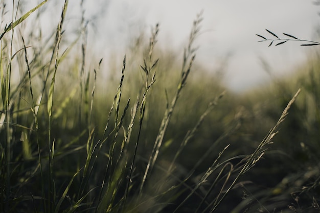 Naturalny krajobraz zielonych źdźbeł trawy z bliska na wsi Piękny naturalny krajobraz wsi z silnym rozmytym tłem