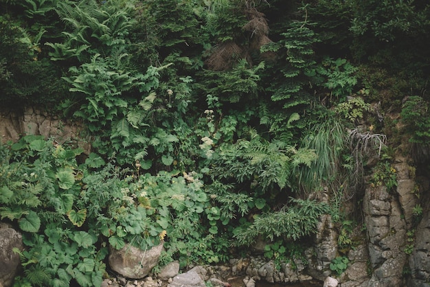 Naturalny Las świerkowy, letnie zielone świerki, wiejski krajobraz, piękna sceneria przyrody