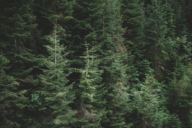 Naturalny Las świerkowy, letnie zielone świerki, wiejski krajobraz, piękna sceneria przyrody