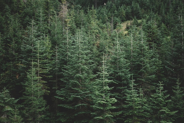 Naturalny Las świerkowy, letnie zielone świerki, wiejski krajobraz, piękna sceneria przyrody