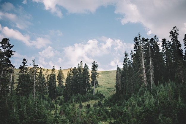 Naturalny Las świerkowy, letnie zielone świerki, wiejski krajobraz, piękna sceneria przyrody