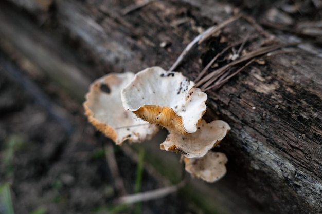 Naturalny liść grzyba rosnący na drewnie