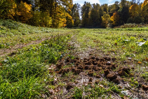 Naturalny Obornik Koni Na ścieżce W Pobliżu Jesiennego Lasu Z Niskim Kątem Widzenia