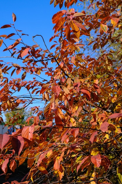 Naturalny obraz jesiennej farby w mieście żółtych i czerwonych liści na gałęziach drzew na tle błękitnego nieba