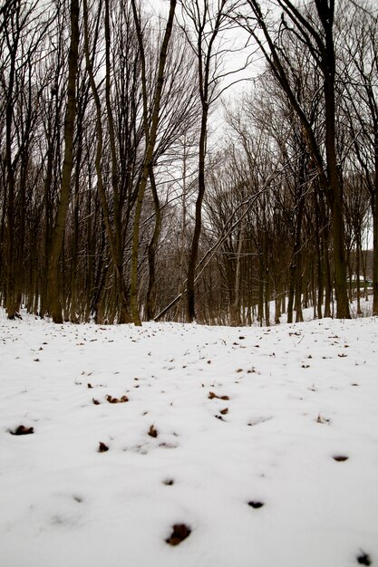 Naturalny Piękny Zimowy Krajobraz