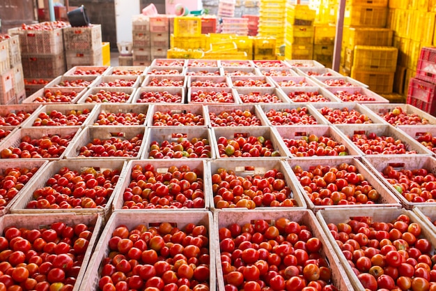 Naturalny surowiec Czerwone pomidory, świeżo zebrane Do fabryki czerwonych pomidorów Sos.