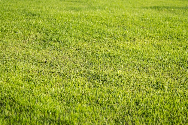 naturalny tło zielona trawa z selekcyjną ostrością