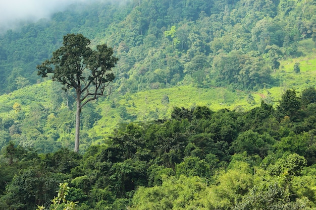 Naturalny zielony las otaczający górą od wsi Thailand.