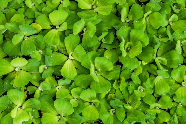 Naturalny zielony liść na tle i teksturowanej, Widok z góry Sałata wodna roślin wodnych