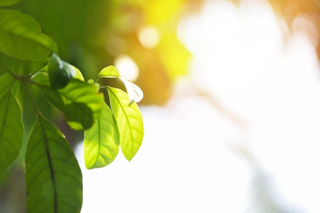 Naturalny zielony liść na zamazanym świetle słonecznym w ogrodowej ekologii świeżych liści drzewa zakończeniu up piękna roślina